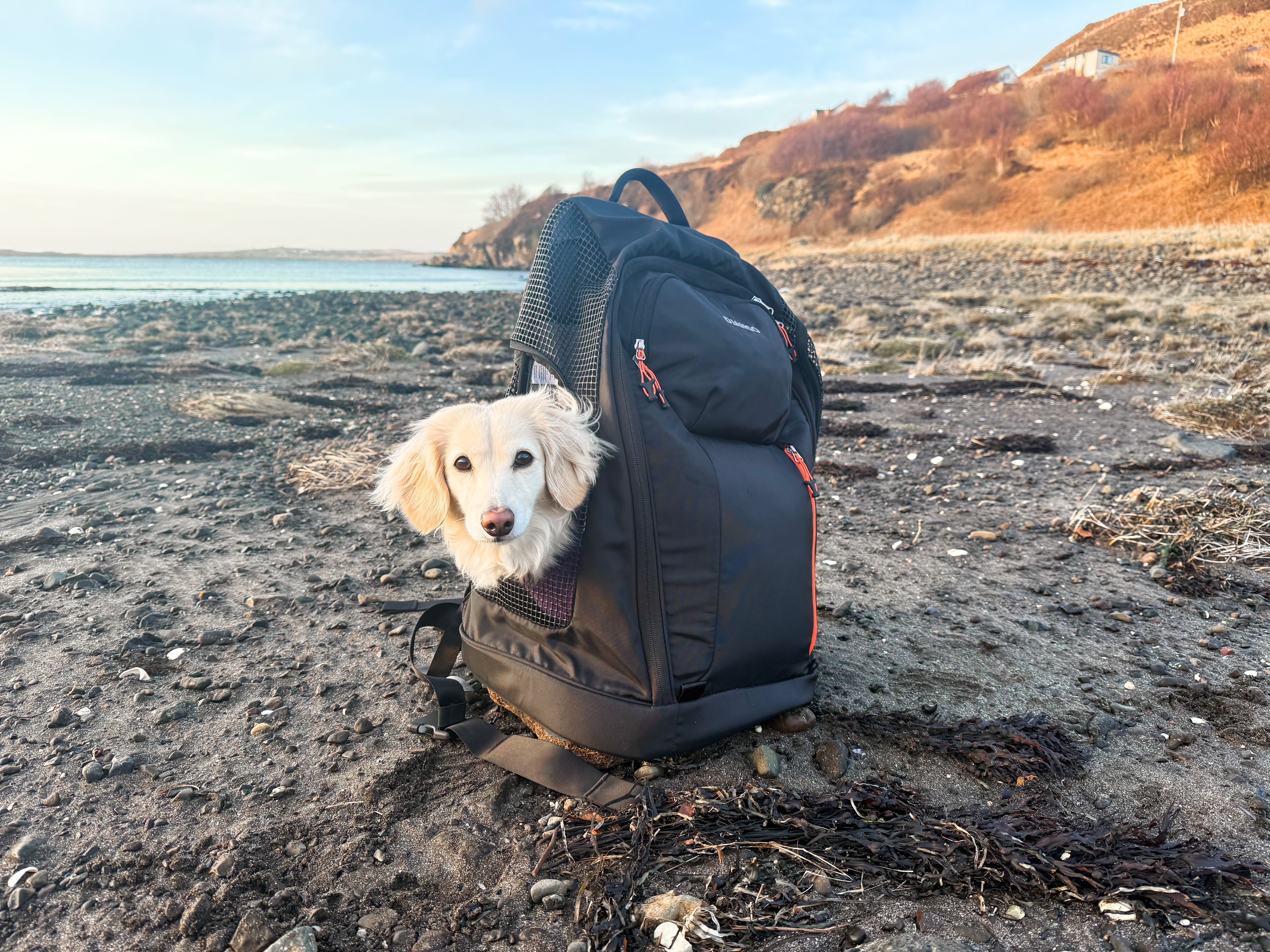 DJANGO Dog Hiking Carrier Backpack on beach with dog happy inside