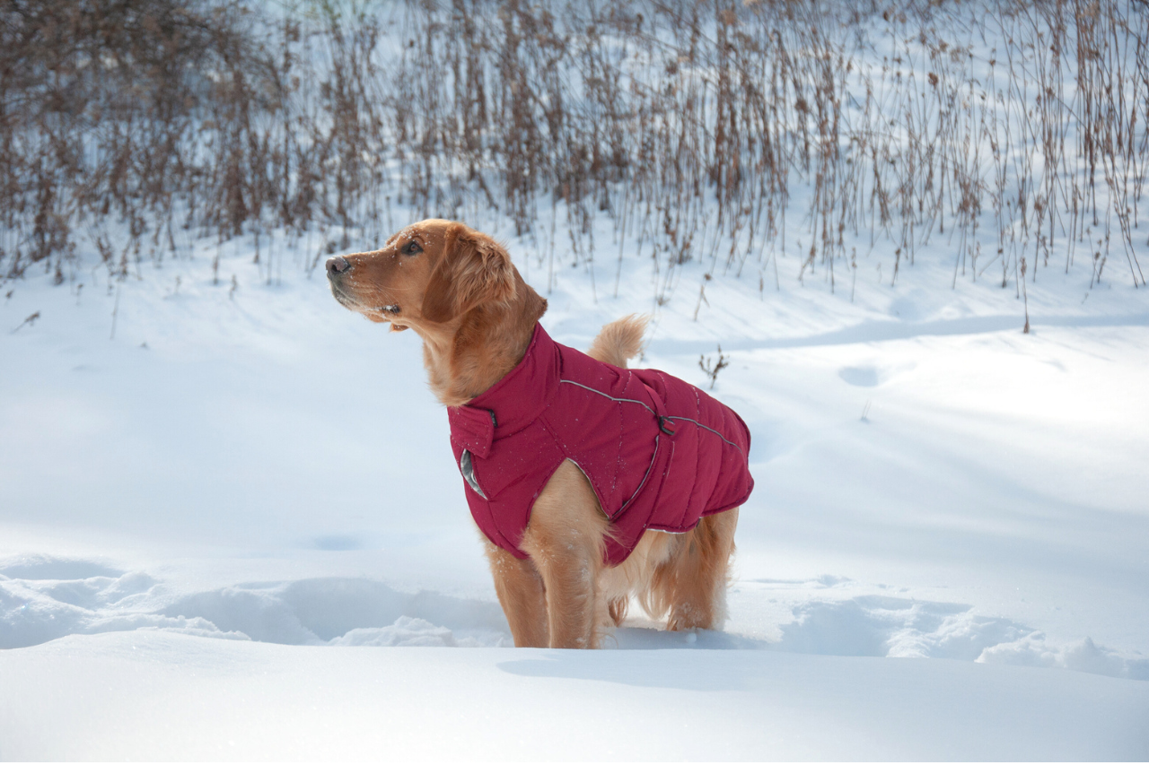 Close-up of the DJANGO Whistler winter dog coat on a Golden Retriever, showing insulated and warm puffer coat padding in the snow
