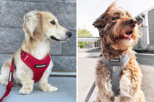 DJANGO Dog Blog - Key differences between DJANGO's Adventure Dog Harness and Tahoe No Pull Dog Harness - djangobrand.com
