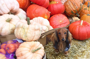 5 Healthy & Easy DIY Pumpkin Dog Treats