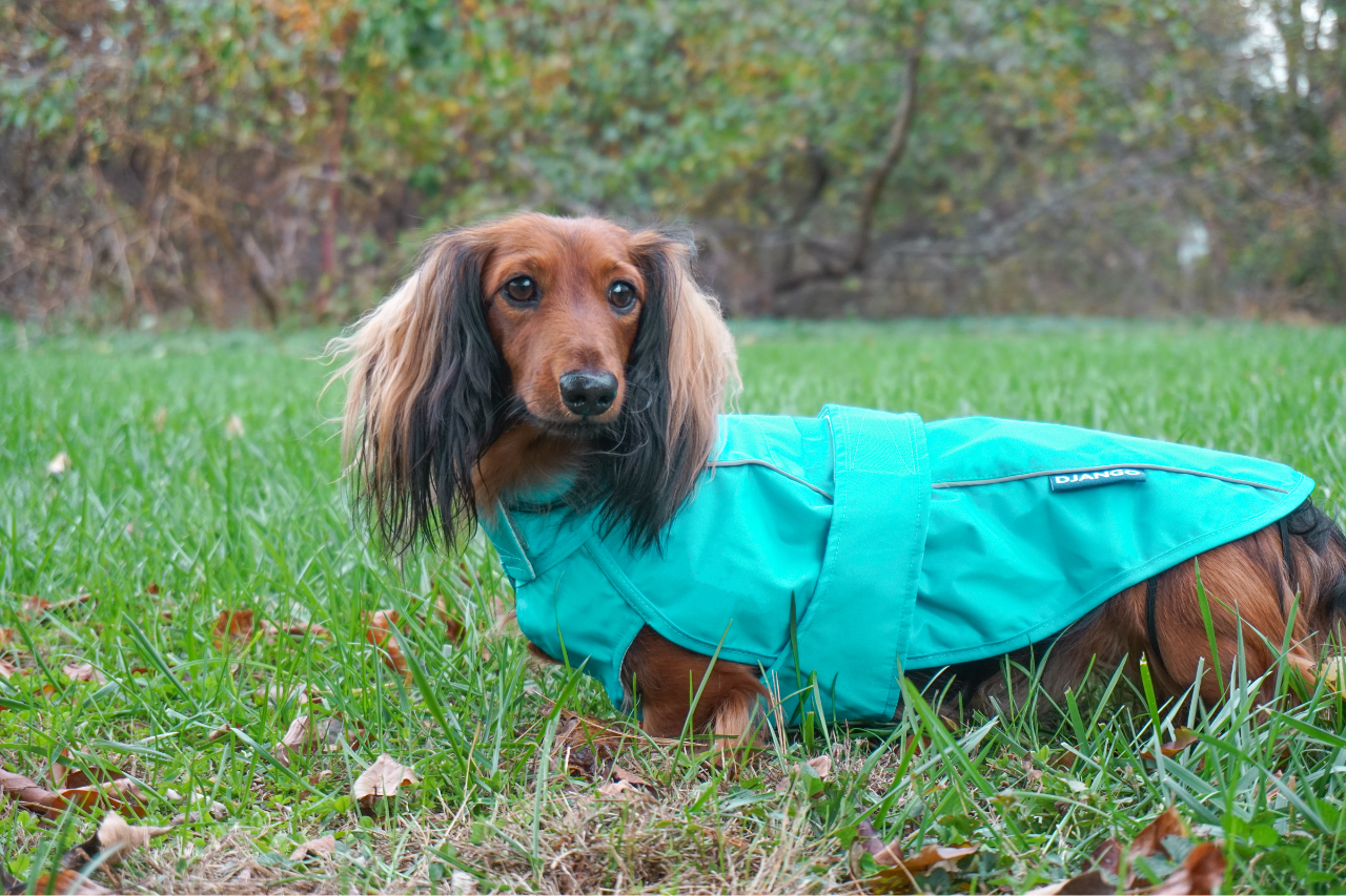 DJANGO Dog Blog - Does my dog need a winter coat? At what temperature does a dog need a coat?