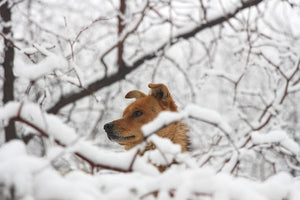 Winter dangers for dogs and how to avoid them