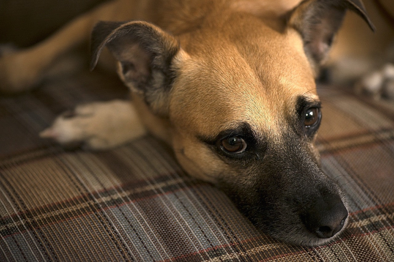 Many common household items can prove fatal for man's best friend