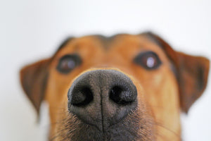 Dogs can detect cancer and tell time with their nose.