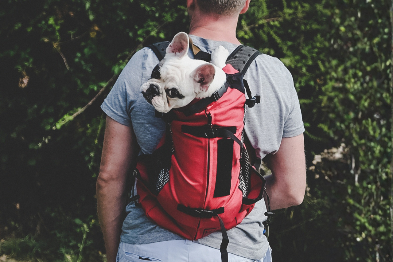 Dog owner wearing an upright-style backpack carrier with cute French Bulldog riding inside and looking back