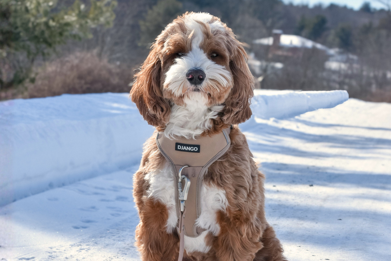 Australian Labradoodle wearing a padded no pull dog harness for large dogs and looking very comfortable