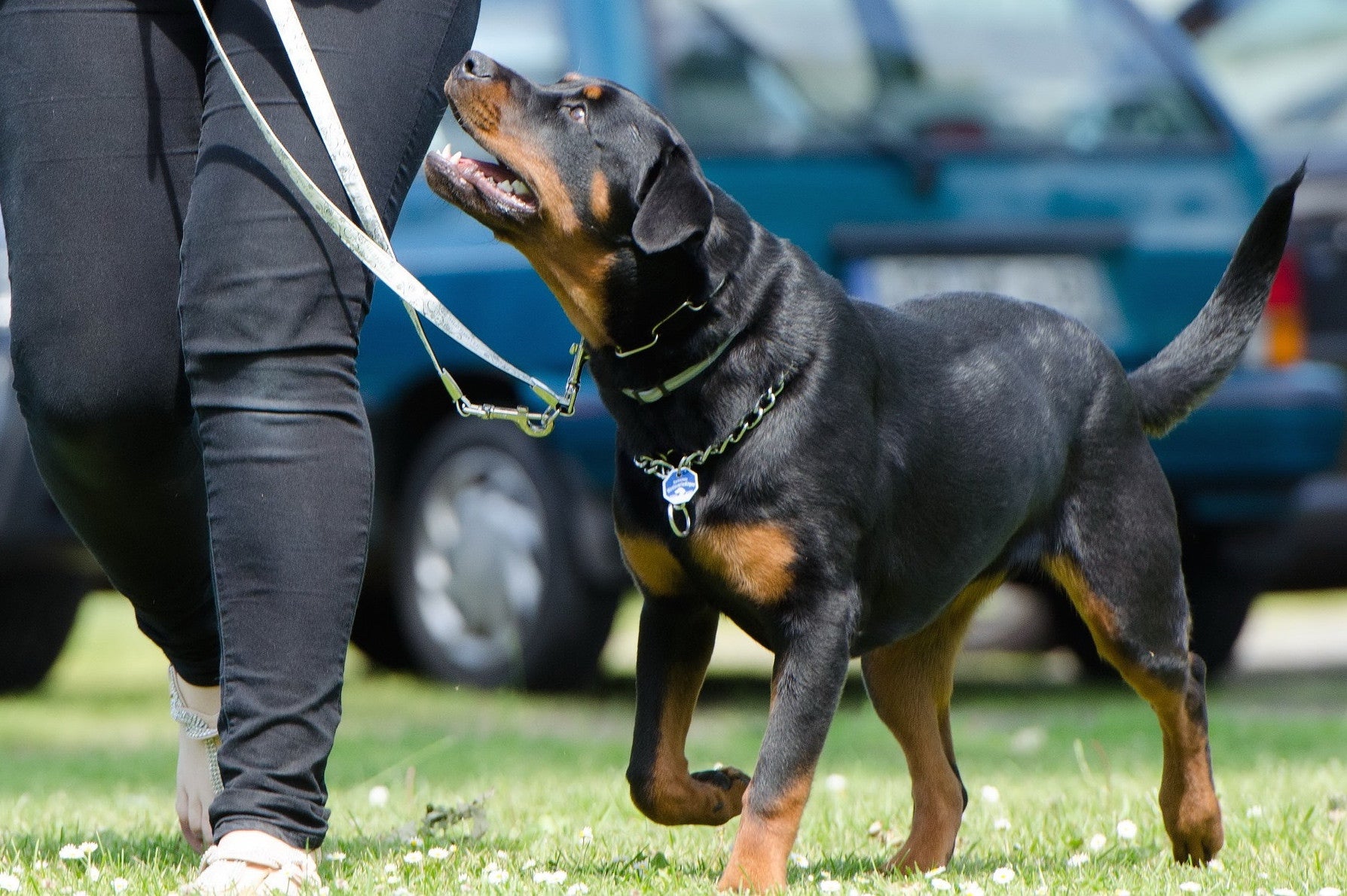 A study analyzes whether dogs prefer food over praise