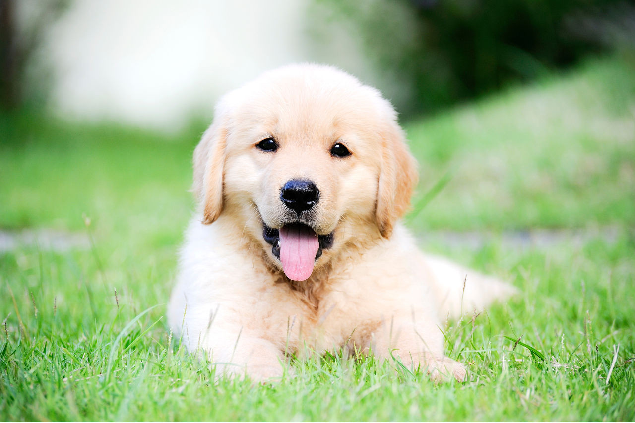 golden retriever puppy lying in grass looking happy and playful
