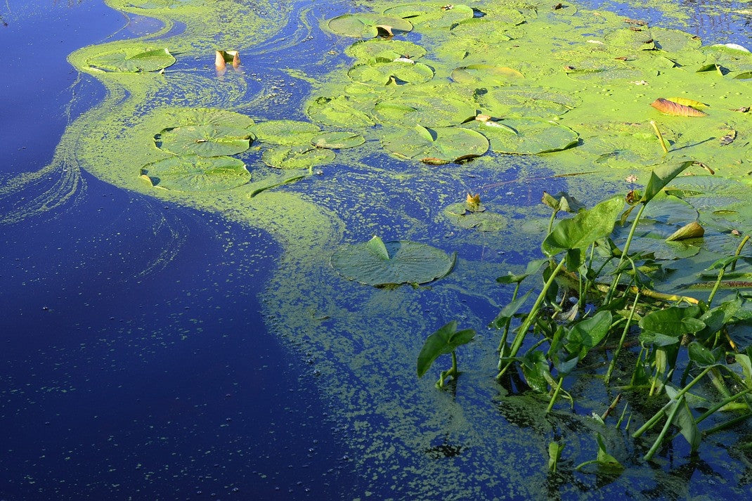 Blue-green algae (cyanobacteria) can be dangerously toxic and is found in ponds, lakes and streams across the U.S.