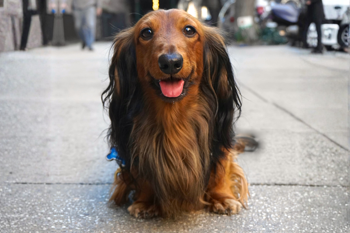 Happy longhaired dachshund sitting on sidewalk in NYC