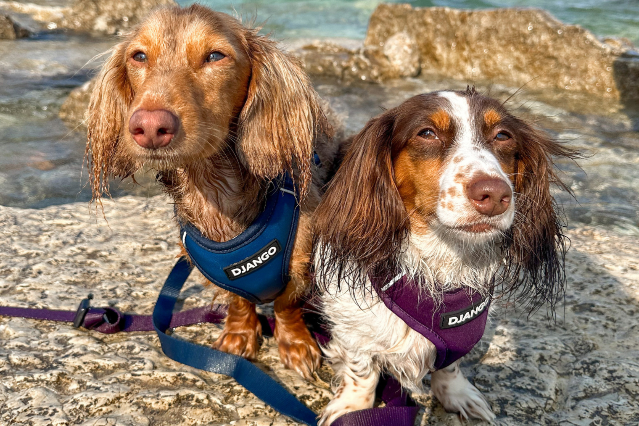 Beautiful miniature dachshunds Maple and Gus are wearing the best harnesses for dachshunds by DJANGO