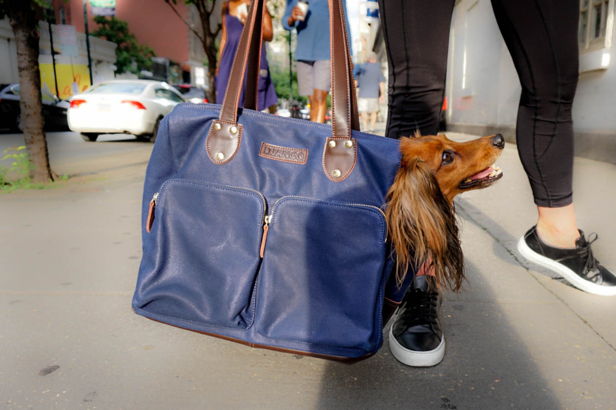 Happy small dog riding in a stylish waxed canvas pet carrier tote bag during city travel and errands