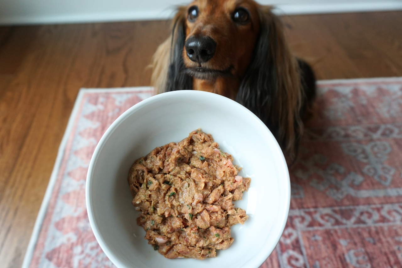 Longhaired dachshund Django waits behind a bowl of Oma’s Pride Woof Complete raw dog food.