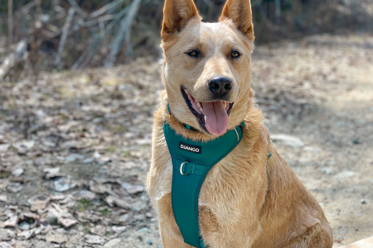 How to Choose the Best Harness for Large, XL, and XXL Dogs: A Complete Guide - DJANGO