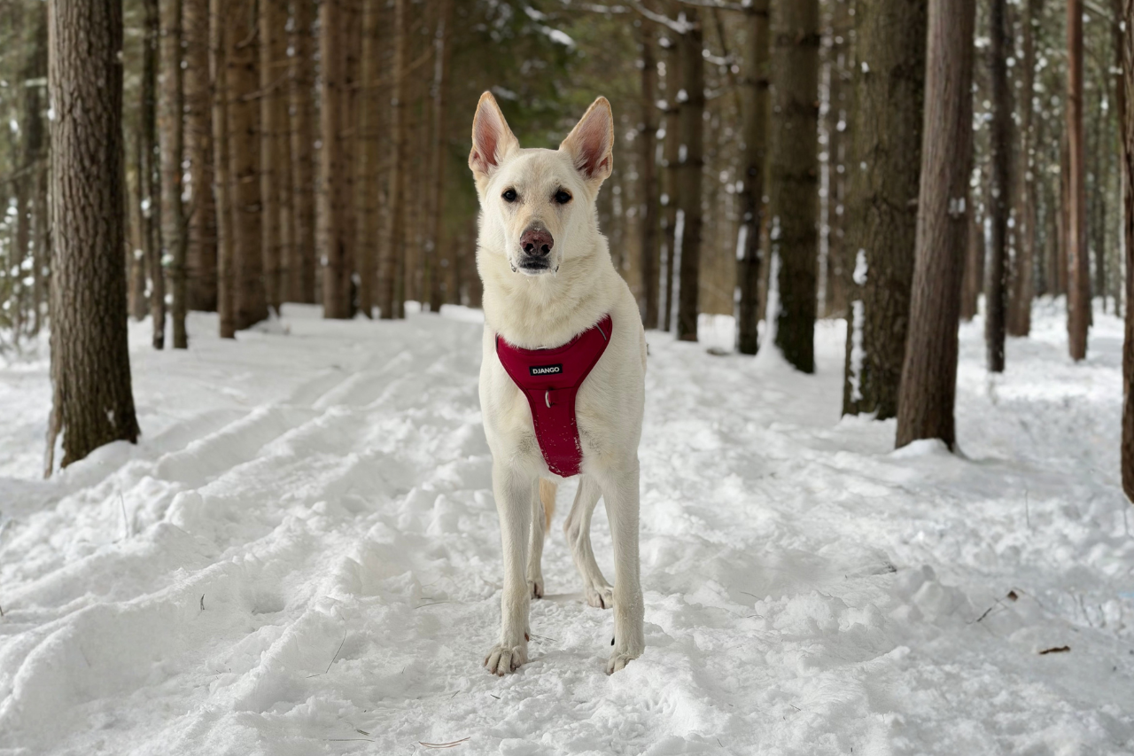 Large dog standing in snow surrounded by trees and wearing padded no pull dog harness xxl