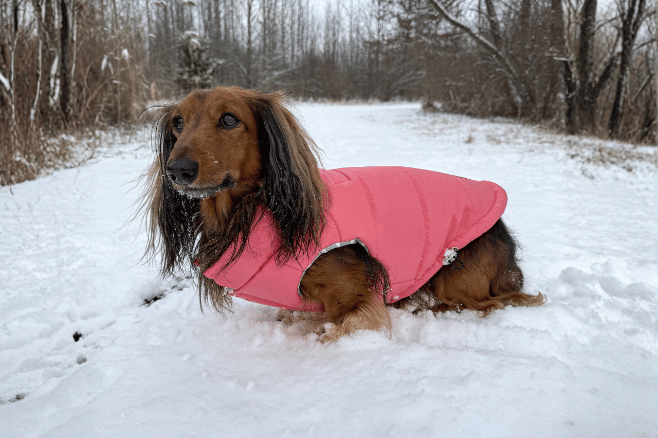 Longhaired dachshund wearing a pink Snowline Puffer winter dog coat and standing in the snow