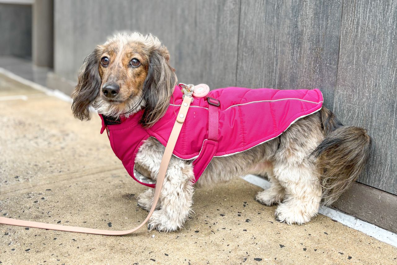 These are the best coats for dachshunds that fit their long bodies - djangobrand.com