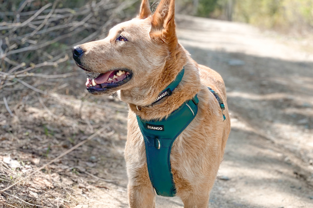 Best No Pull Dog Harness (2026): What Actually Works for Comfort, Fit & Control