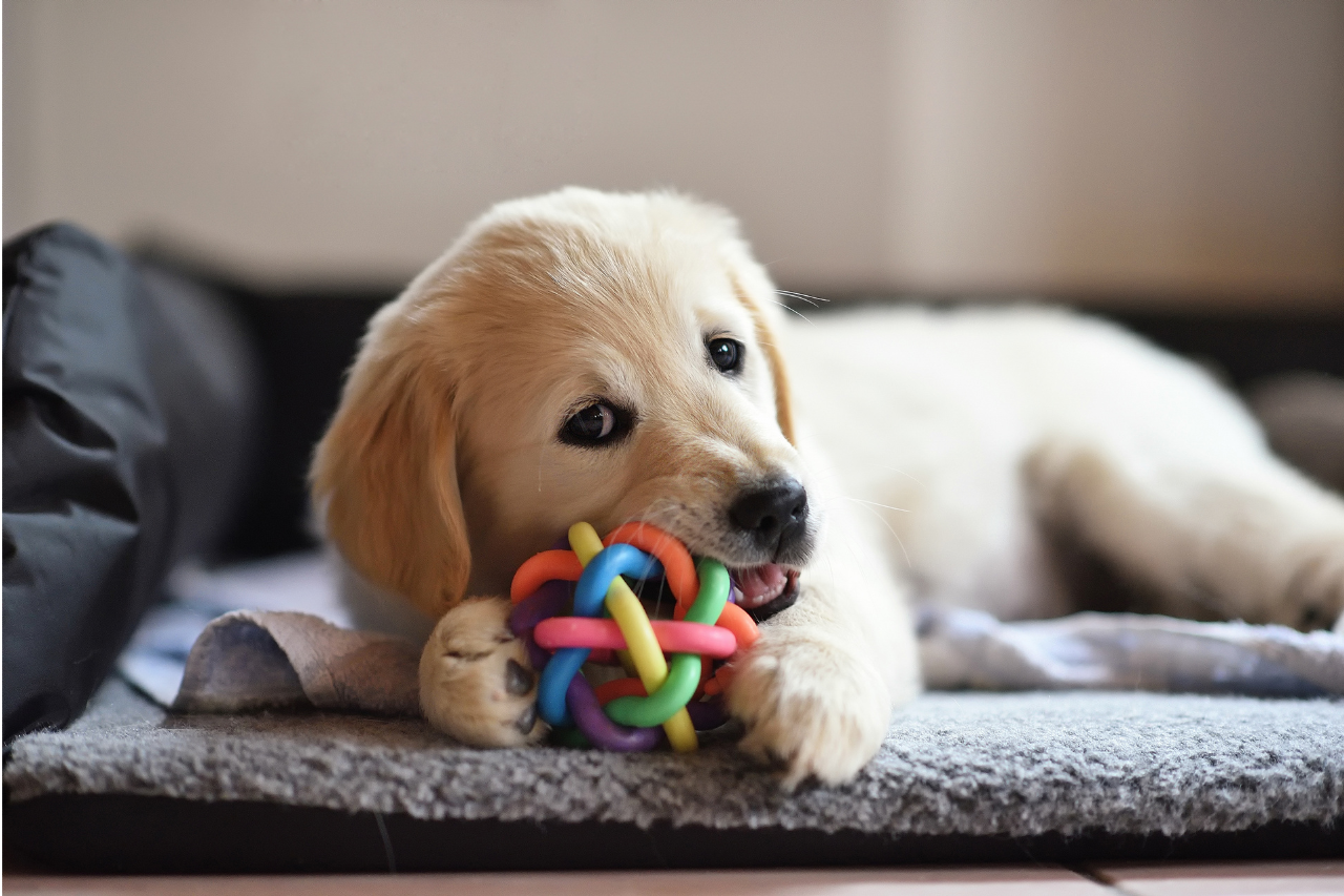 Adorable golden retriever puppy chewing on a dog toy and lying down on dog bed at home
