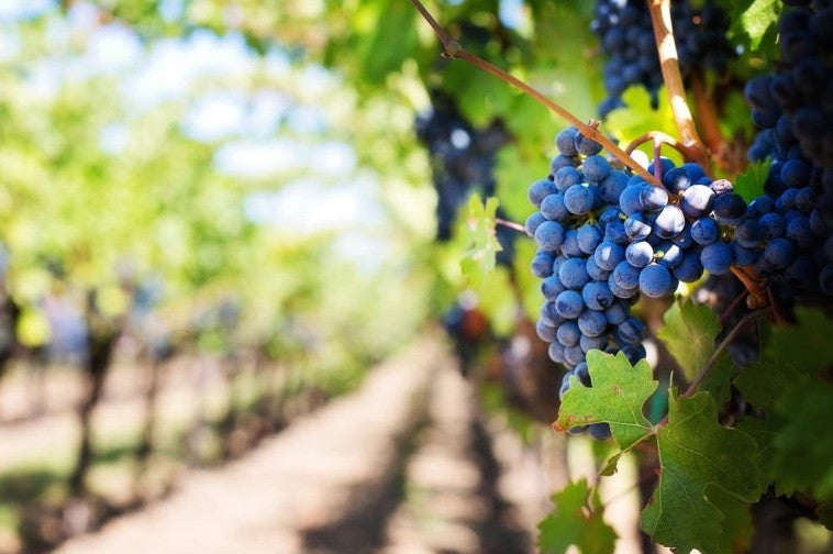 Grapes are among the most toxic human foods for dogs