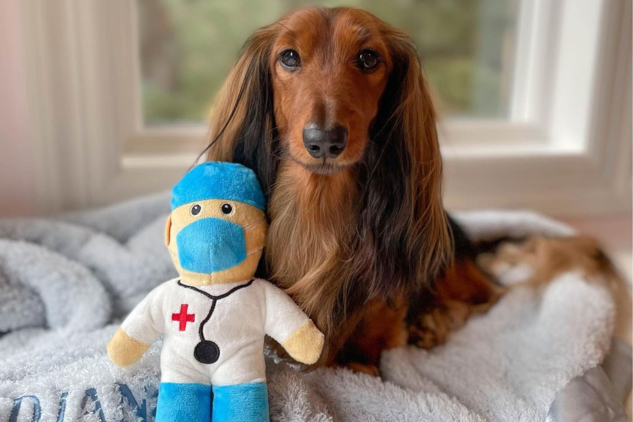 DJANGO Dog Blog: My Wiener Dog Is Suddenly Shaking and Can't Move His Front or Back Legs. What's Wrong? - djangobrand.com