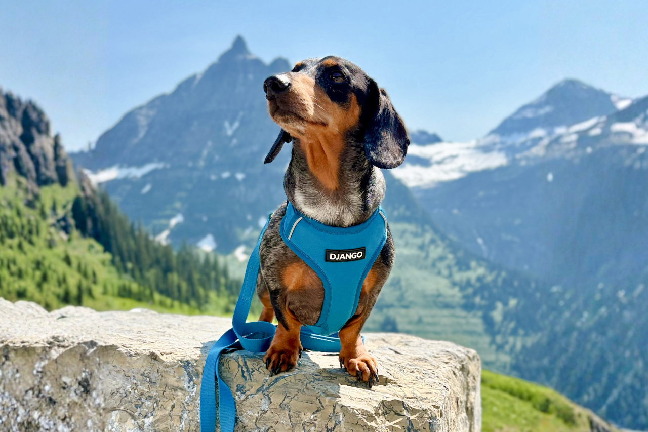 Smooth black and tan dachshund wearing the DJANGO Adventure Dog Harness in a mountain setting