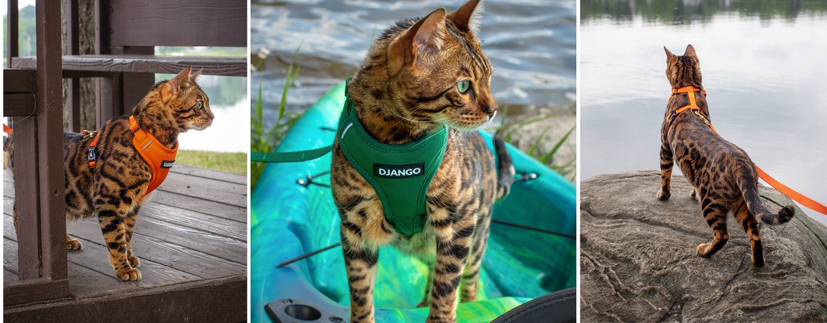 DJANGO Adventure Cat Harness Collection djangobrand