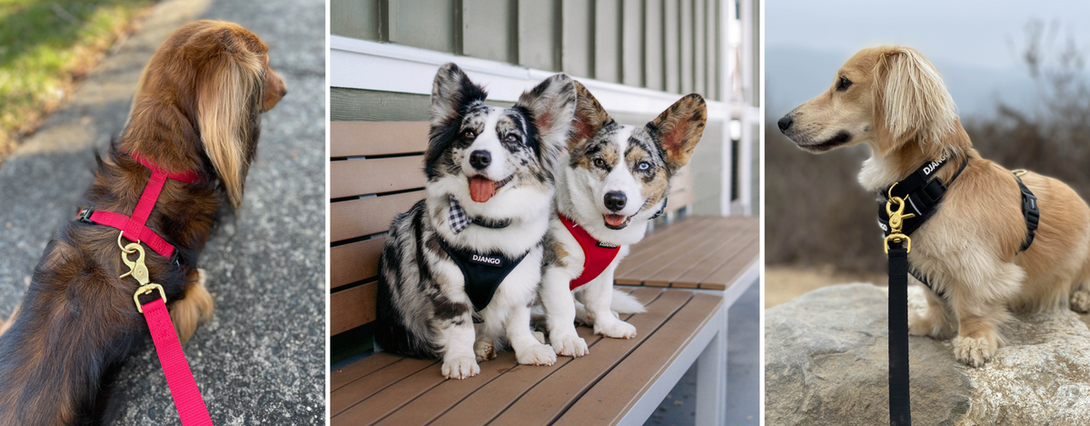 Branded dog harness outlet