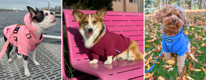 DJANGO Dog Hoodies - Soft, stretchy, cozy, and machine washable dog sweaters and jumpers designed for adventure - djangobrand.com