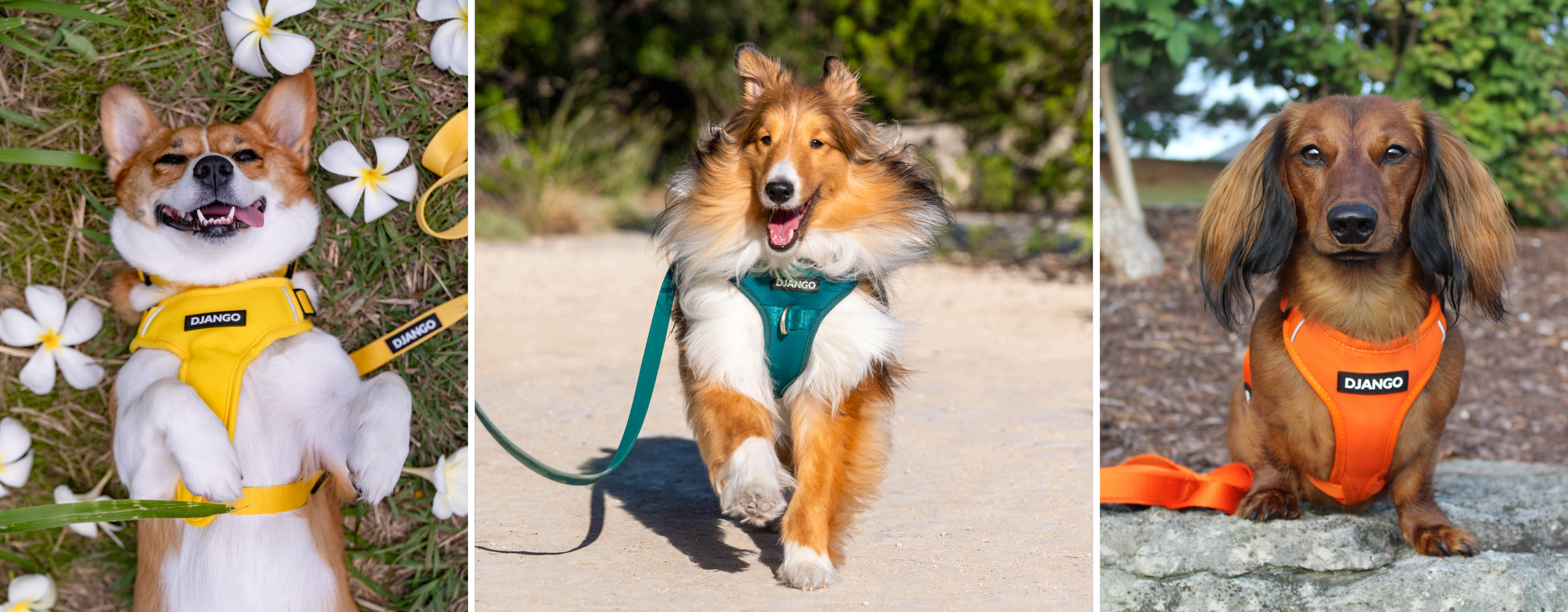 DJANGO’s&nbsp;dog harnesses are&nbsp;comfortable, durable, stylish, and designed for outdoor adventures and everyday wear.&nbsp;