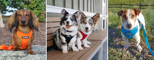 DJANGO Adventure Dog Harness - Best harness for small dogs and medium dogs and best padded dog harness - djangobrand.com