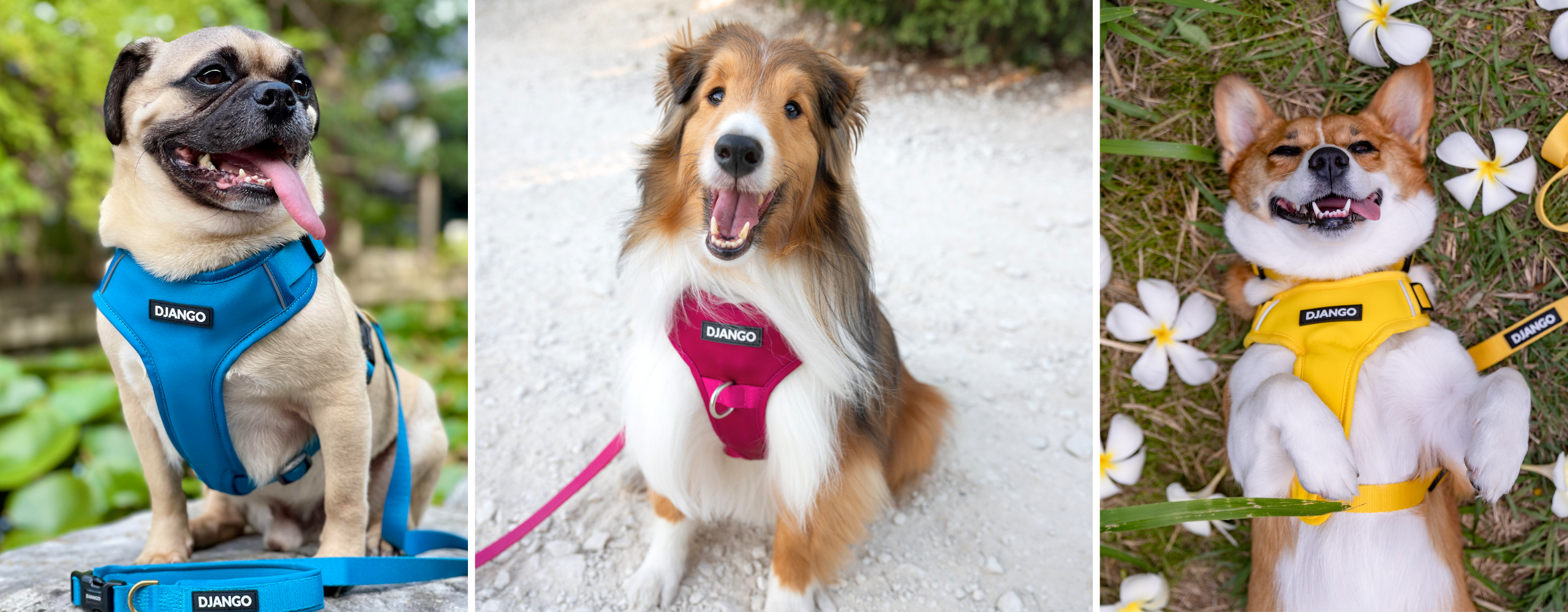 DJANGO Bundles - Bundle and Save with the best dog walking accessories and best gifts for dog owners and dogs alike. 