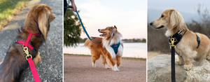 DJANGO Dog Leashes - Durable, modern, and stylish dog leads for every outing and adventure - djangobrand.com