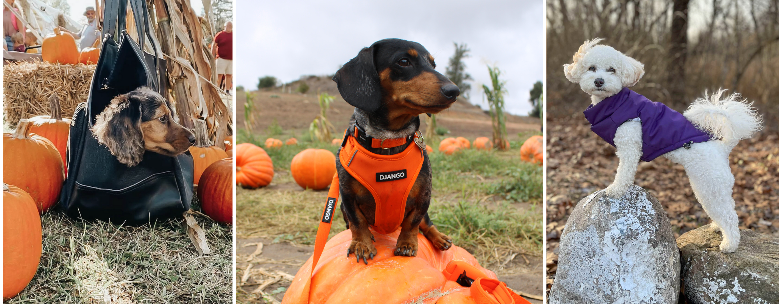 Howl-o-ween Haunts