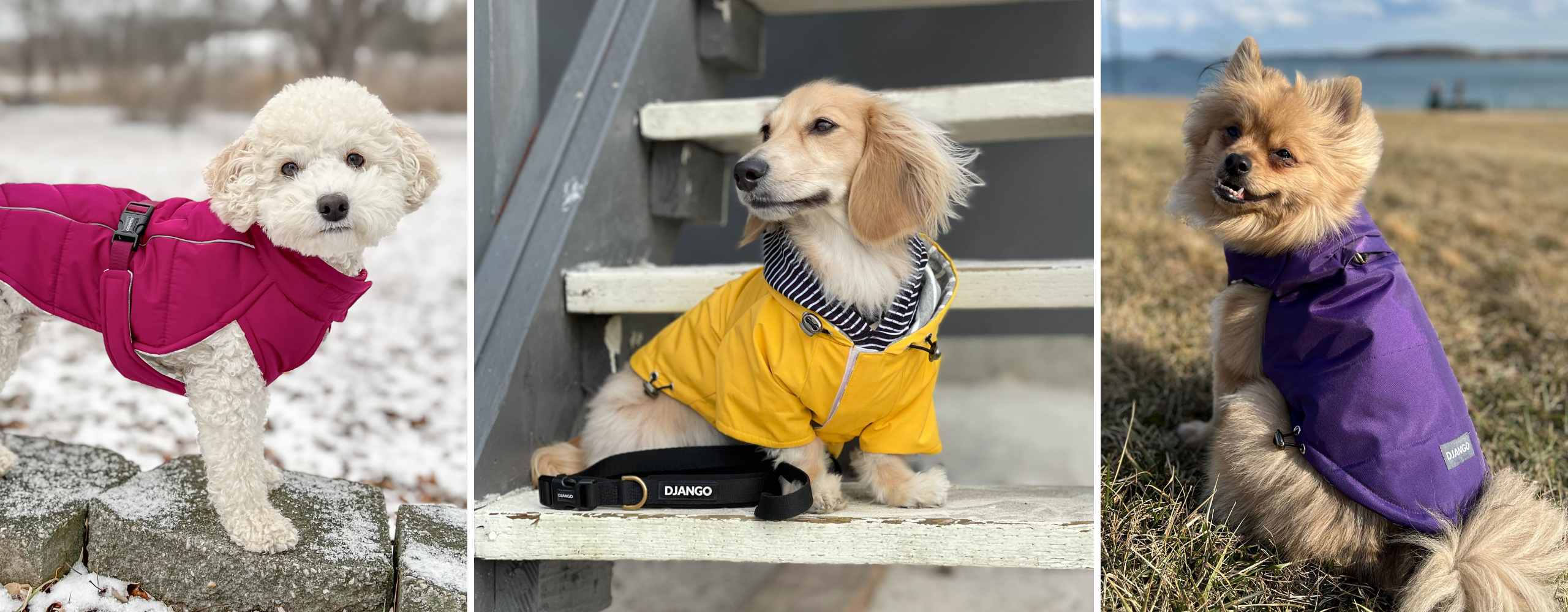 Dog Apparel