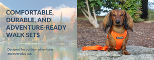 Dog Harnesses, Leashes, Collars, and Waste Bag Holders