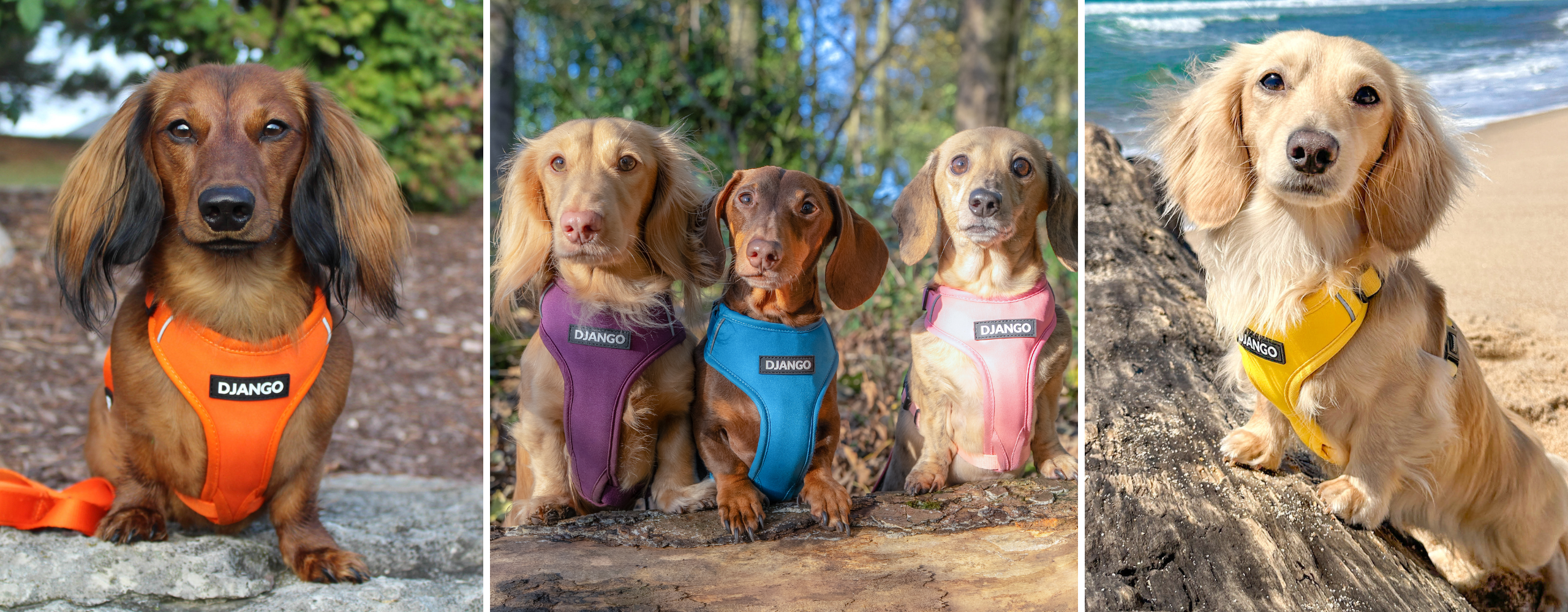 Five longhaired and smooth dachshunds wearing colorful DJANGO Adventure Dog Harnesses outdoors