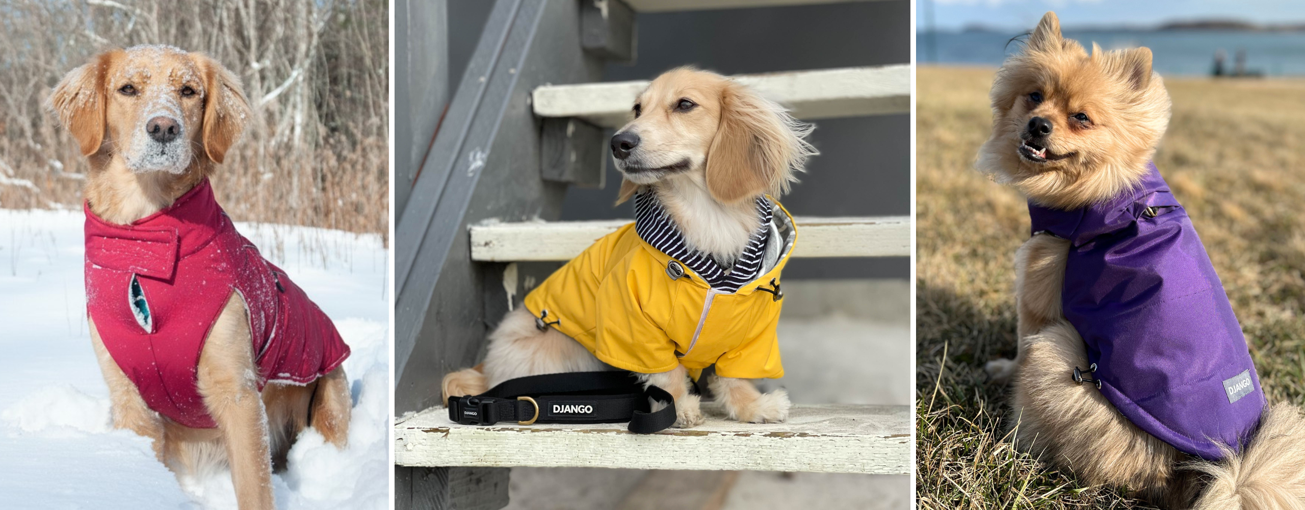 Small, medium, and large dogs wearing DJANGO dog coats in rain, snow, and cold weather