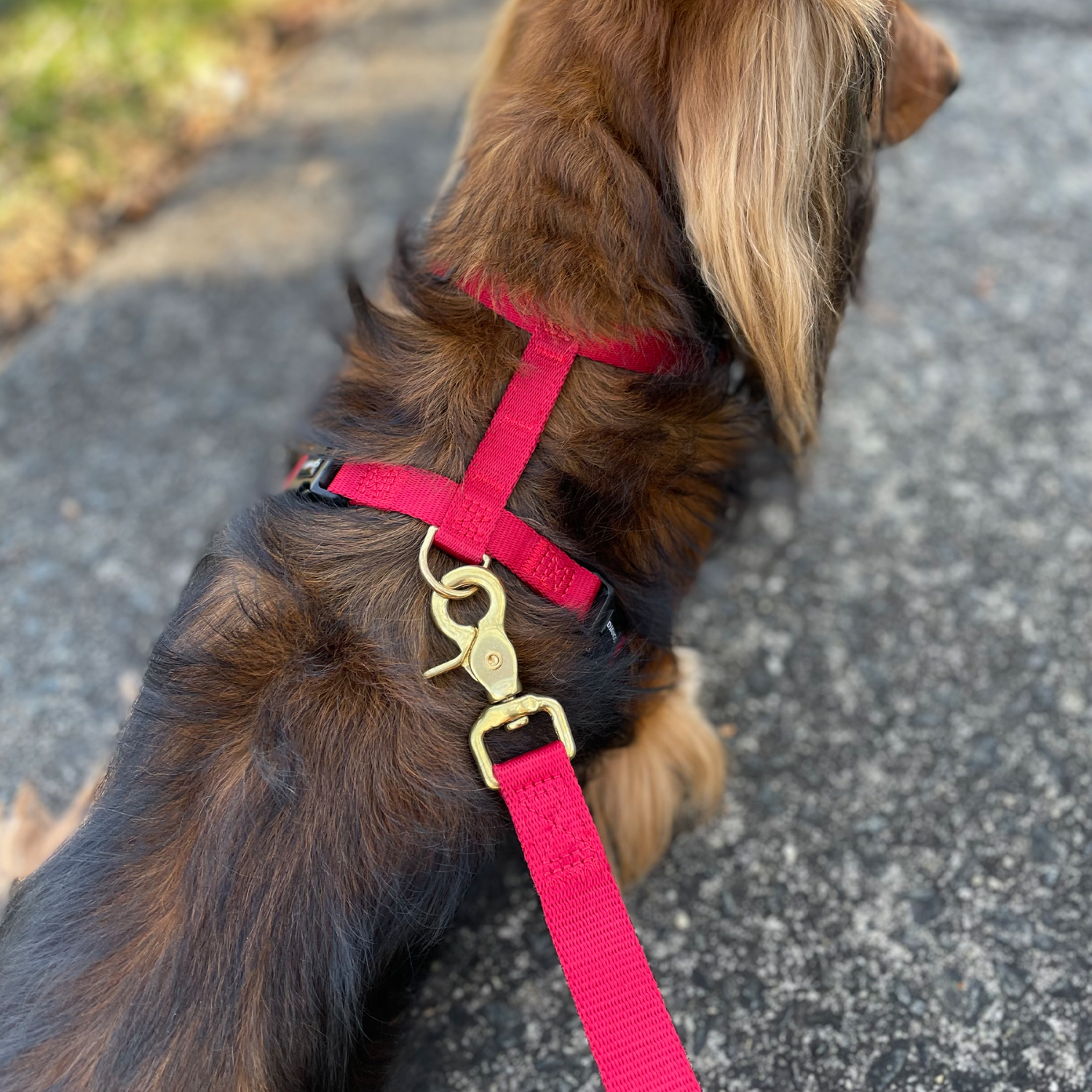 Longhaired dachshund wearing a red DJANGO harness and leash set on a road