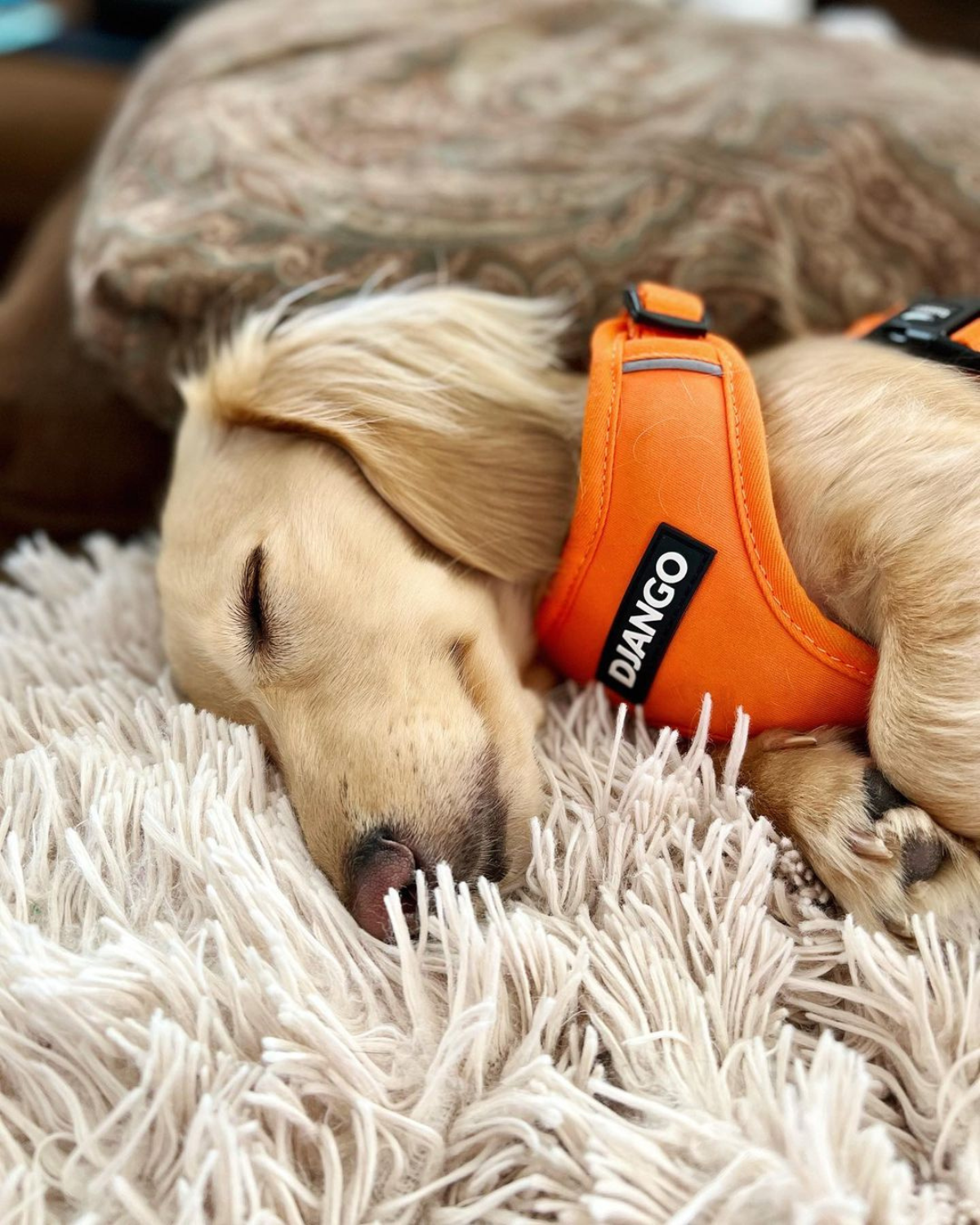 Adventure Dog Harness - Sunset Orange