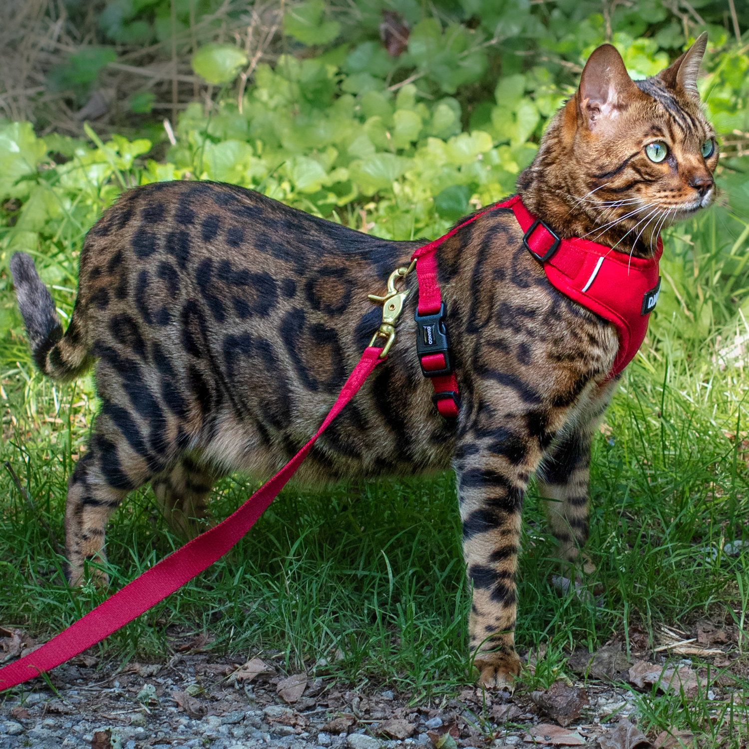 Leashed cat with spotted coat standing on a grassy path