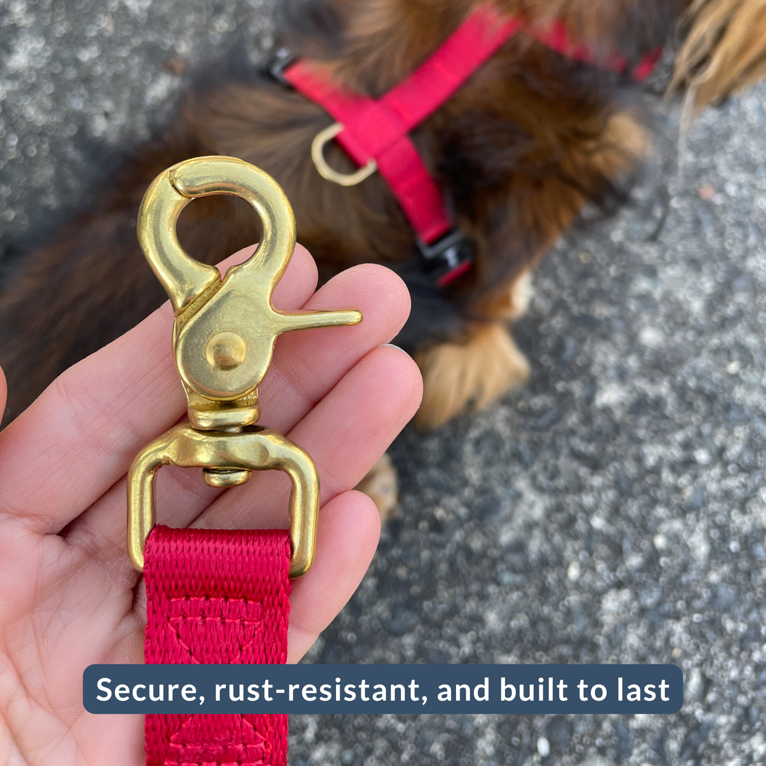 Gold dog leash clip held by a hand with a red dog harness and leash in the background.