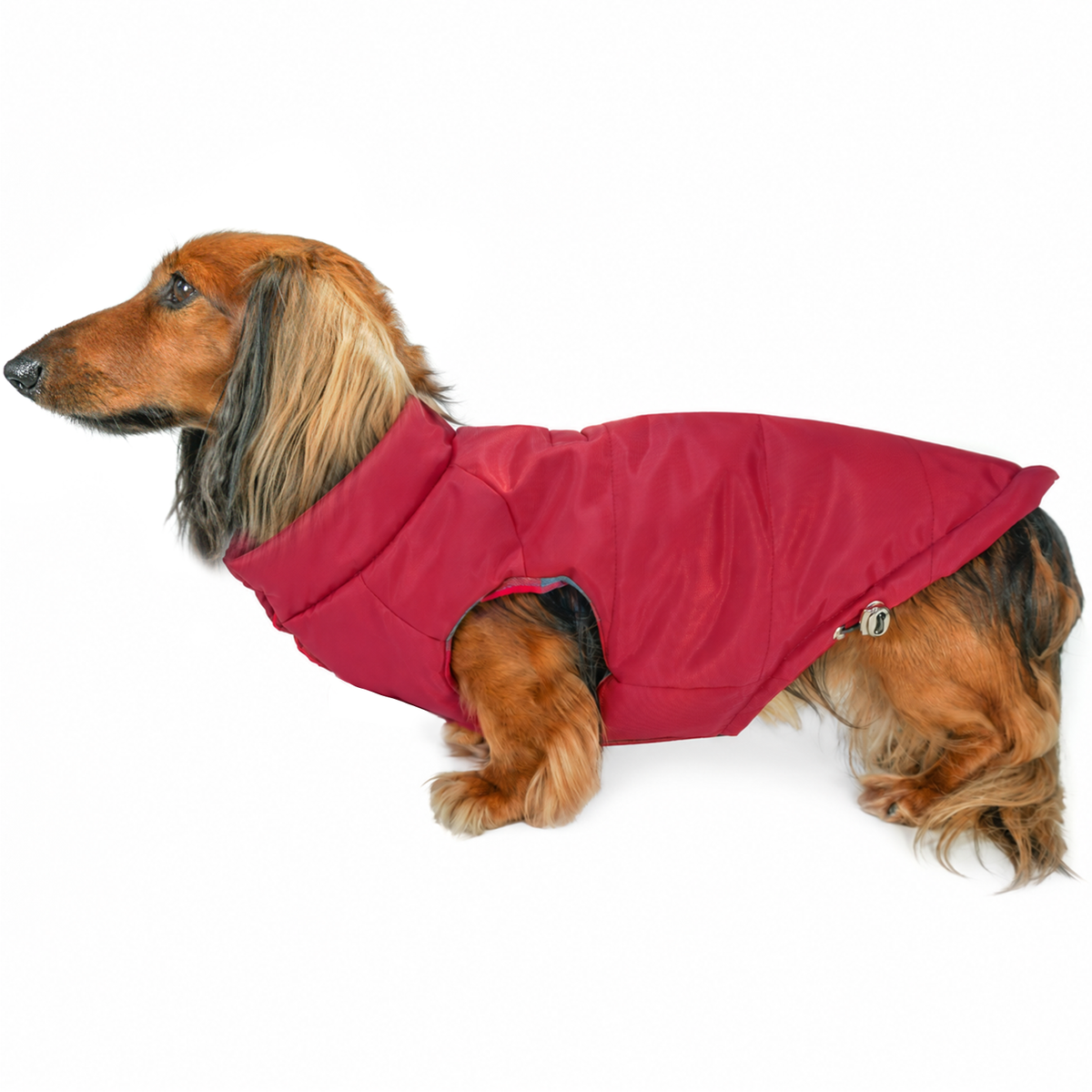 Longhaired dachshund wearing a red puffer dog coat with soft neck collar and adjustable hem on white background