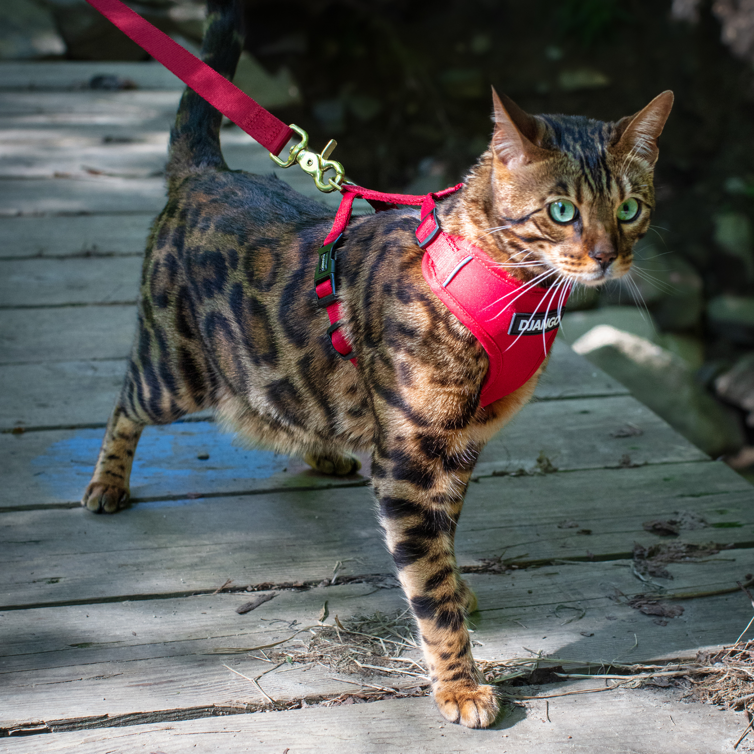 Cat wearing a red harness and leash on a wooden deck