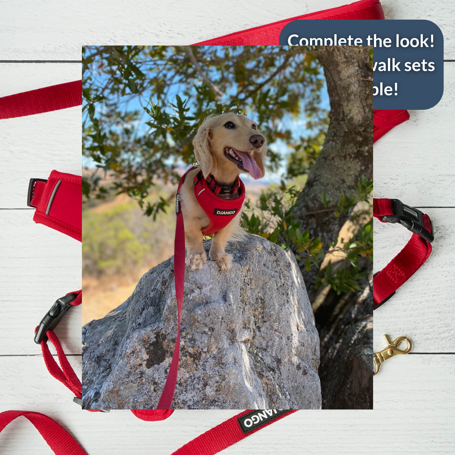 Dog on a rock wearing a red harness with a leash, surrounded by red dog accessories on a white wooden background.