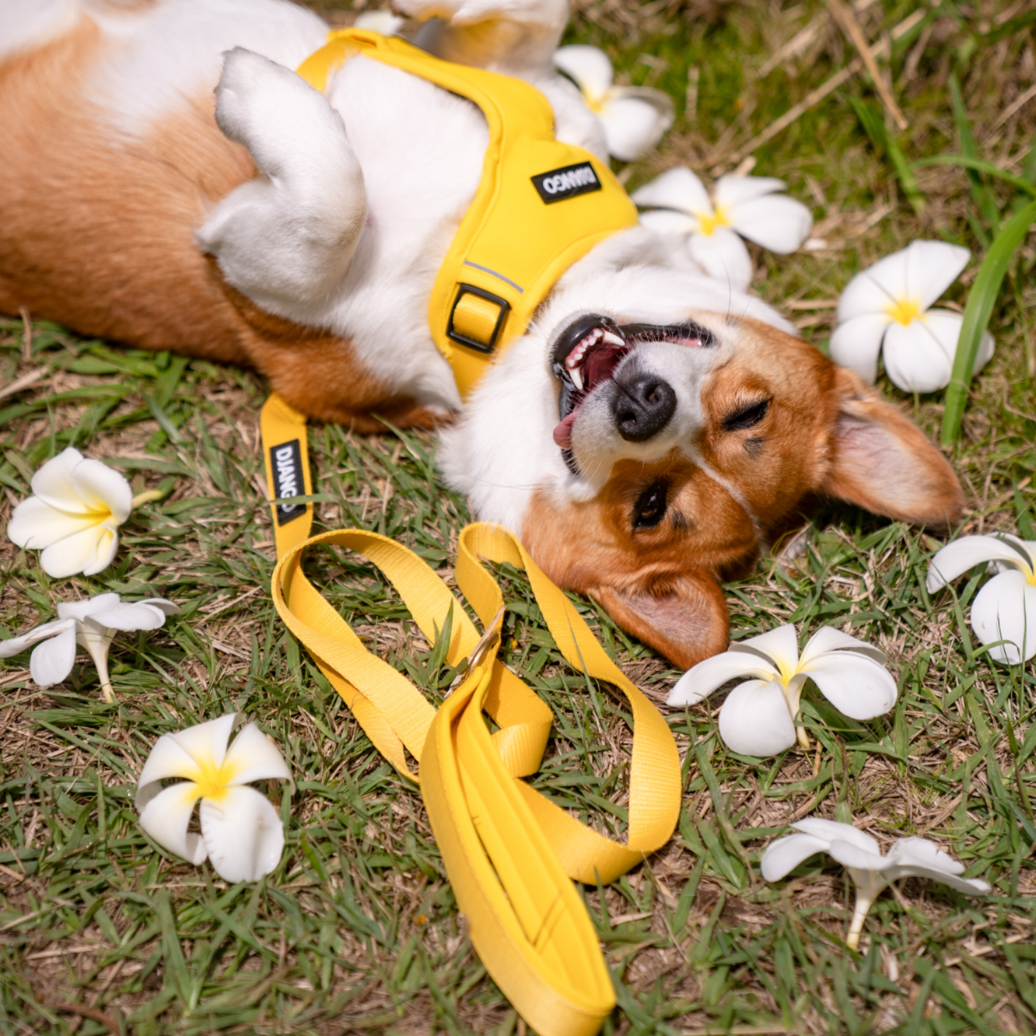 Dog lying on grass with a yellow harness and leash, surrounded by white flowers.