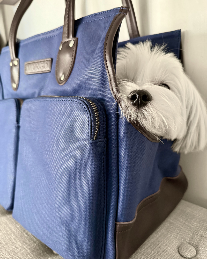 Small dog peeking out from a blue dog carrier handbag purse with a visible brand logo and brown leather handles,, base, and trims
