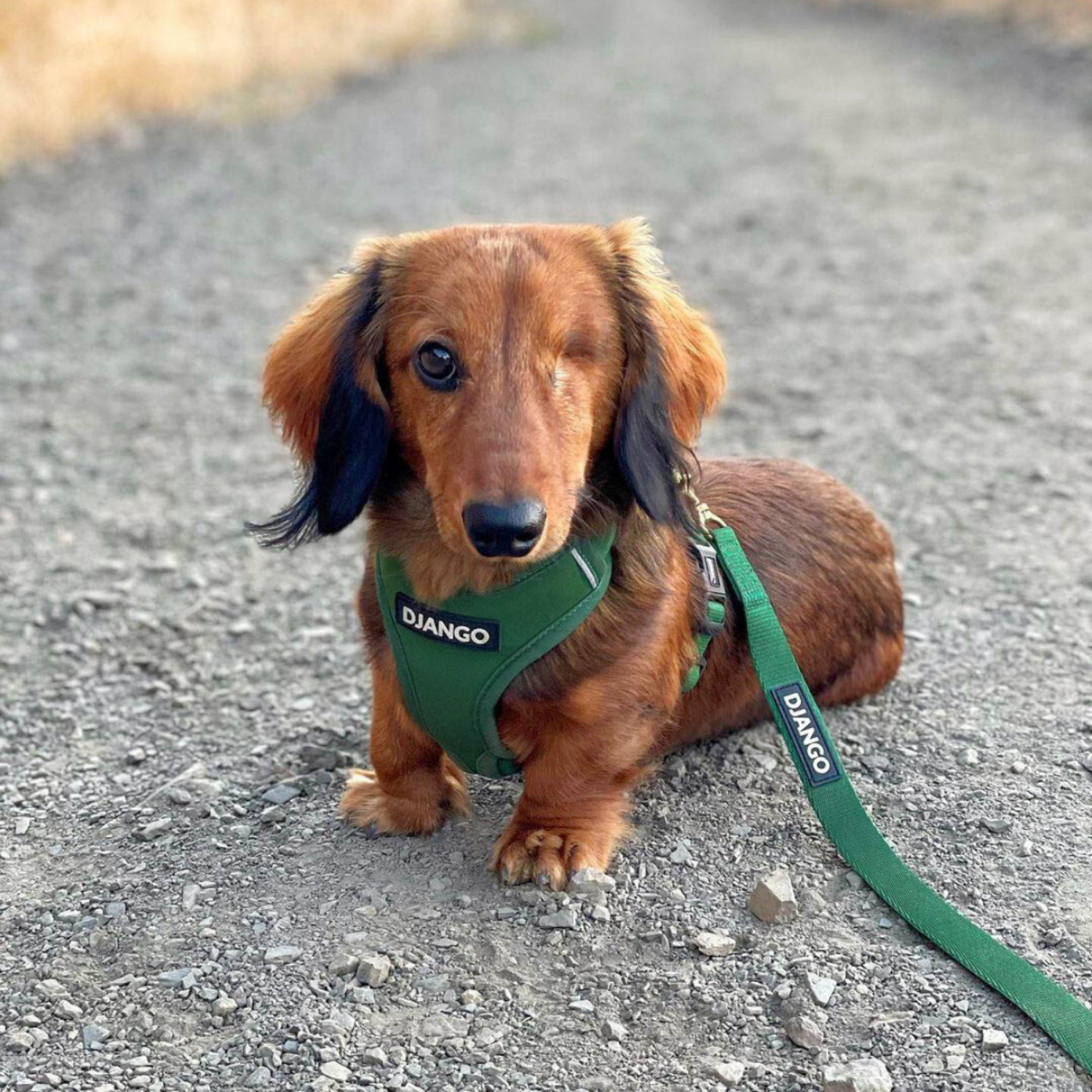 Dachshund wearing a green harness and leash with 'DJANGO' branding on a gravel surface.