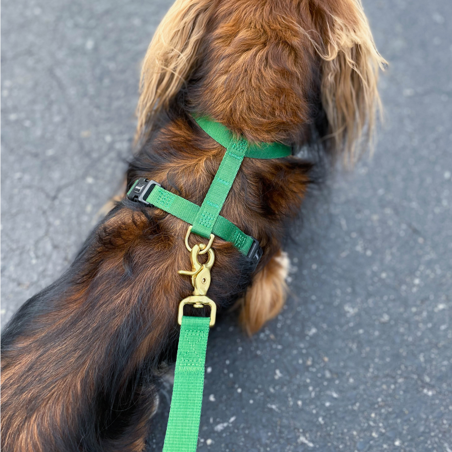 Dog wearing a green harness and leash on a gray pavement background