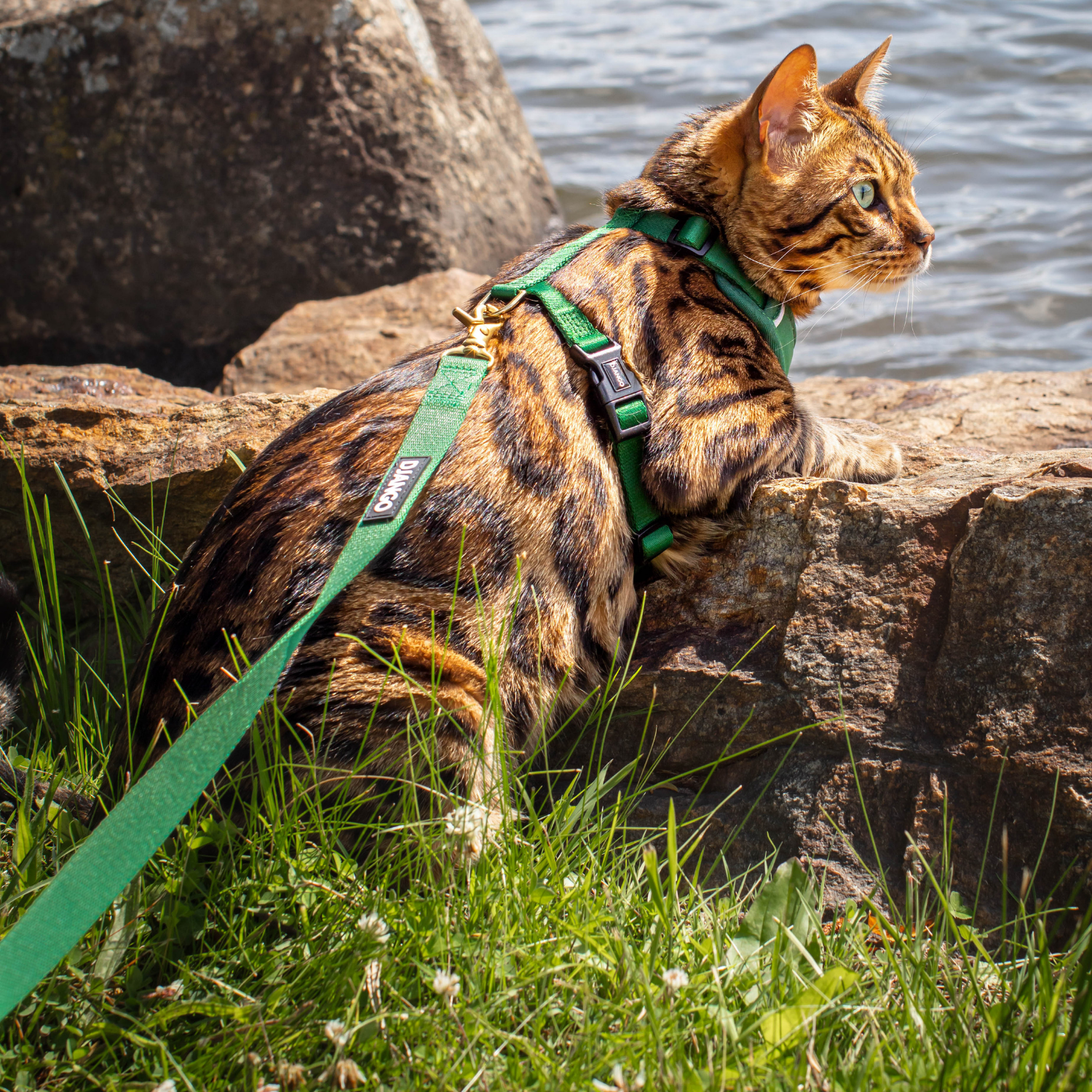 Cat wearing a padded cat harness and leash by a body of water with rocks and grass.